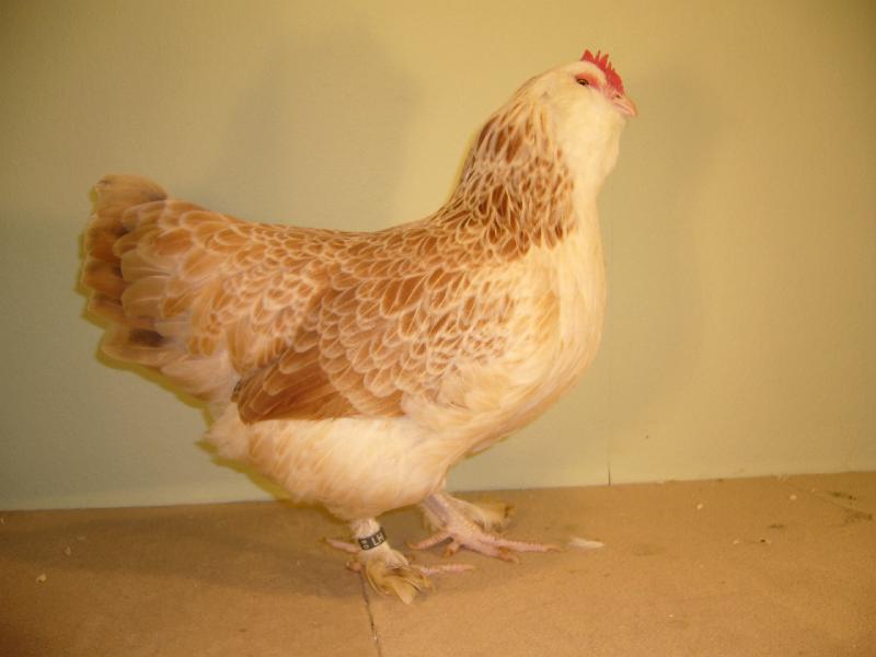 Muenster 2008 781.jpg - Deutsche Zwerg Lachshühner lachsfarbig von Friedich Edler Preis HV96 E